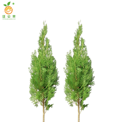 廷豪果 侧柏 高1.8m /棵