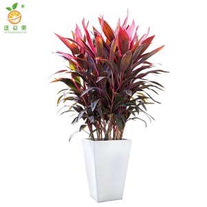 廷豪果 精品红铁 70cm /盆