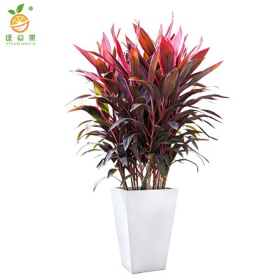 廷豪果 精品红铁 70cm /盆