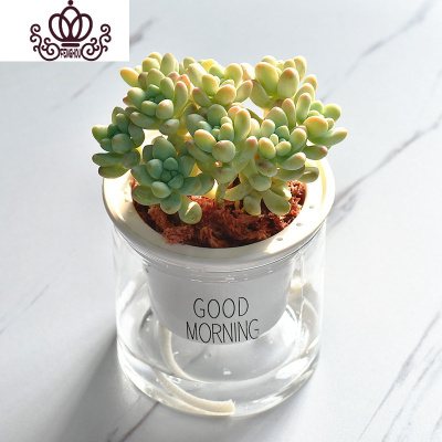 天使之泪多肉植物价格 天使之泪多肉植物最新报价 天使之泪多肉植物多少钱 苏宁易购