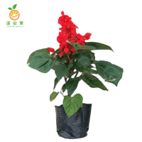 廷豪果 串红 一串红 杯苗 /束