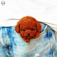 麦比佳 宠物泰迪犬幼犬狗狗活体 纯种血统级小体茶杯 泰迪贵宾犬 迷你玩具型微小体卷毛贵宾犬茶杯犬视频挑选