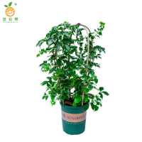 廷豪果 爬山虎 1.5m /颗