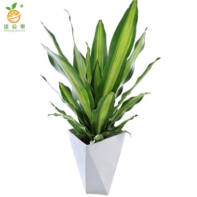 廷豪果 巴西美人盆栽 XZ1799# /盆