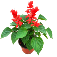 诚智旺 叶串红 YCH-1 /棵