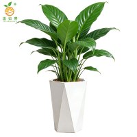 廷豪果 精品万年青 50cm /盆