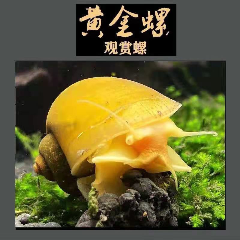 黄金螺观赏螺吃鱼屎活体除藻螺鱼缸清洁螺吃鱼屎工具螺淡水繁殖螺 4