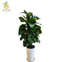 廷豪果 精品绿萝柱 180cm /盆