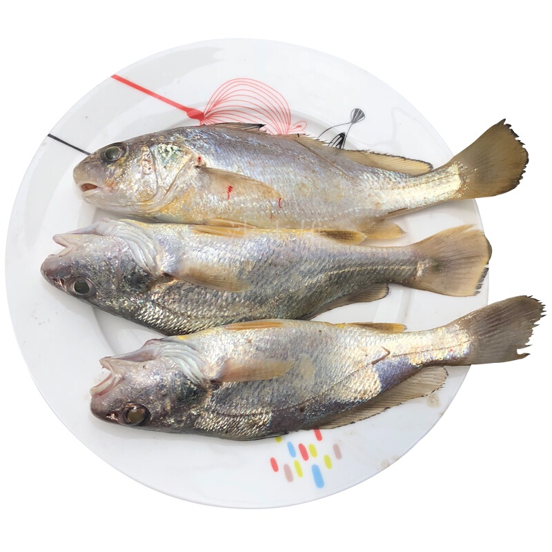 沈志雄船长 东山岛海捕海鲜海钓白姑鱼鲜活速冻像黄花鱼 5-6条/袋 共