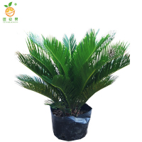 廷豪果 铁树盆栽 1.2米高 /盆