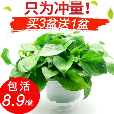 8.9元包邮  进杰 绿萝盆栽 送吸水盆+绿箩挂钩