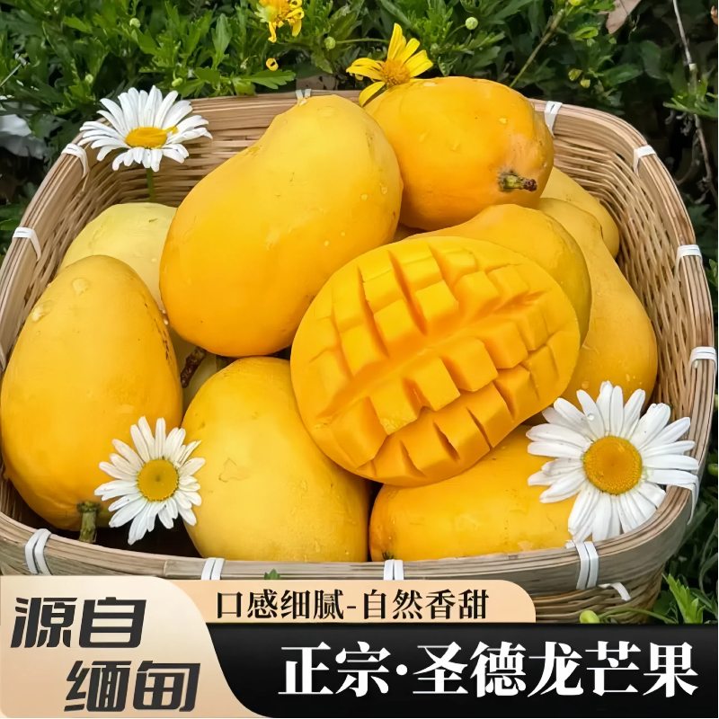 [西沛生鲜]圣德隆芒果 净重9斤 中果 新鲜热带当季新鲜水果
