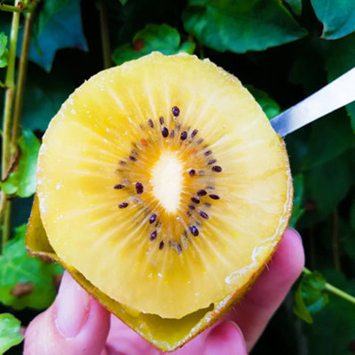 鲜贝达 黄心猕猴桃大果15枚[单果90-100g]奇异果