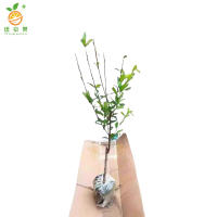 廷豪果 百香果盆栽 15cm高 /棵