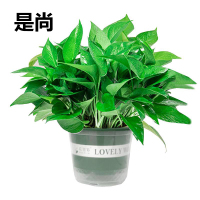 是尚 绿植盆栽 绿萝/罐