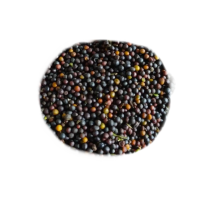 诚智旺 七彩油菜花籽 QCH-1/千克