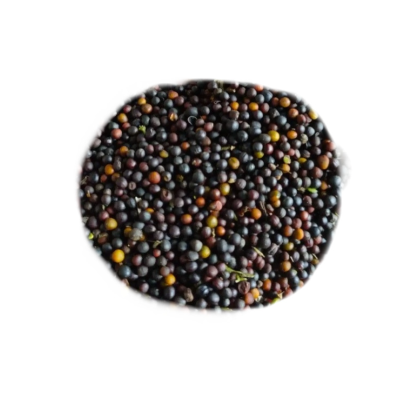 诚智旺 七彩油菜花籽 QCH-1/千克