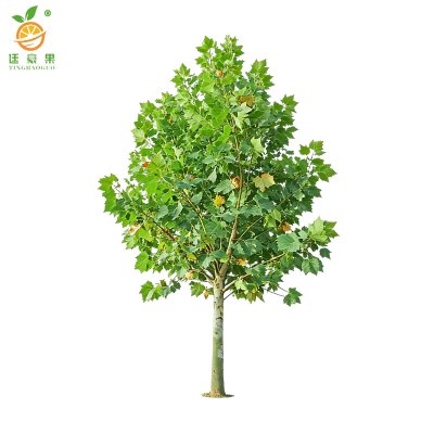 廷豪果 梧桐树 6-8cm 株