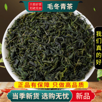 甄选毛冬青茶100克正品大叶嫩芽小叶苦丁毛东青茶新货9260