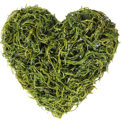 盐渍马尾藻新鲜海藻菜长寿藻龙须菜 5斤装_499