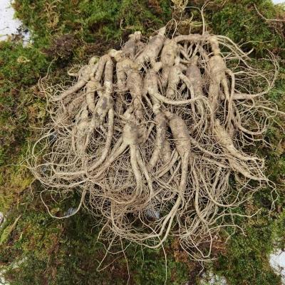 东北长白山新鲜小人参煲汤泡酒现挖湿人参 鲜参炖汤小人参新鲜 带土小