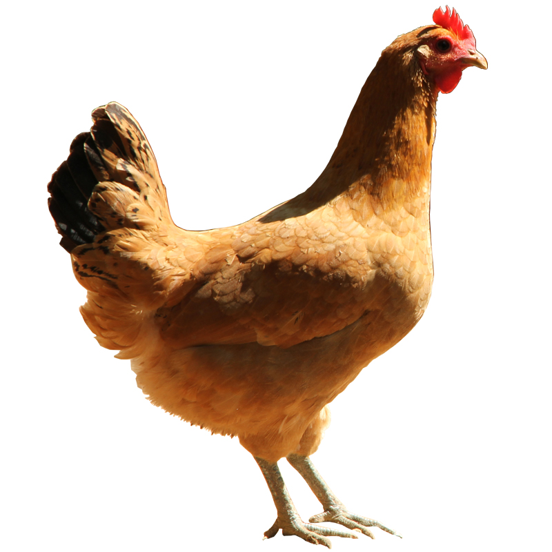 我们为您提供炖汤鸡的优质评价,包括炖汤鸡商品评价,晒单,百万用户帮