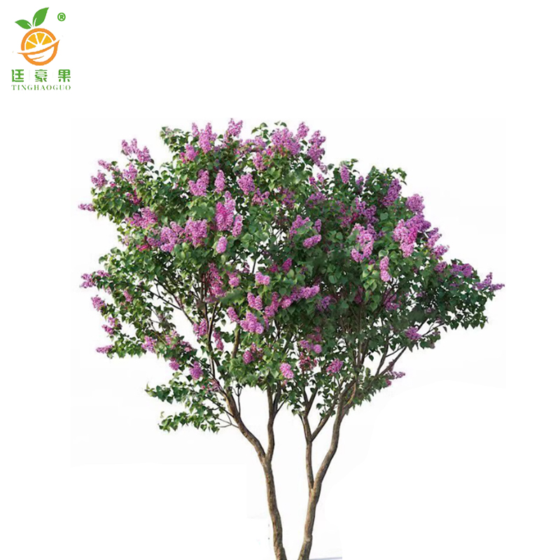 廷豪果 紫丁香树苗 5公分 /棵
