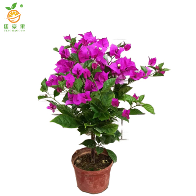 廷豪果 三角梅 1.5米高 /棵