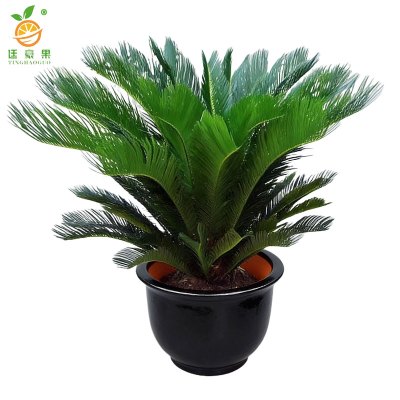 廷豪果 铁树 1.1米 /盆