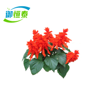 御恒泰西洋红30cm/棵