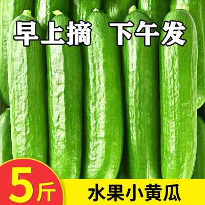 小黄瓜价格 小黄瓜最新报价 小黄瓜多少钱 苏宁易购