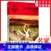 白天鹅红珊瑚 [正版]书店 白天鹅红珊瑚 升级版动物小说大王沈石溪·品藏书系 中/小学生阅读少儿读物 儿童文学