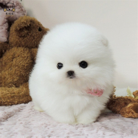 麦比佳狗狗活体 纯种博美犬幼犬哈多利系球体博美俊介狗 长不大茶杯犬 玩具型迷你袖珍博美宠物狗微小体杯子狗 视频挑选