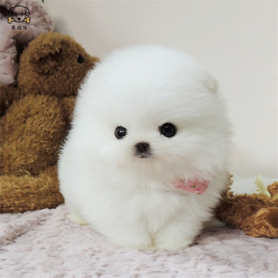 麦比佳狗狗活体 纯种博美犬幼犬哈多利系球体博美俊介狗 长不大茶杯犬 玩具型迷你袖珍博美宠物狗微小体杯子狗 视频挑选