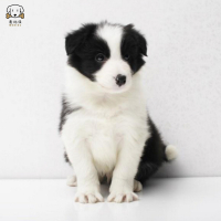 麦比佳 纯种边境牧羊犬幼犬 边牧狗狗活体幼犬 双血统赛级高品质黑白三通牧羊犬 高智商边境宠物狗三通七白大围脖 可视频挑选