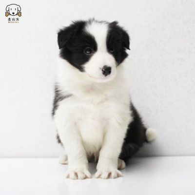 麦比佳 纯种边境牧羊犬幼犬 边牧狗狗活体幼犬 双血统赛级高品质黑白三通牧羊犬 高智商边境宠物狗三通七白大围脖 可视频挑选