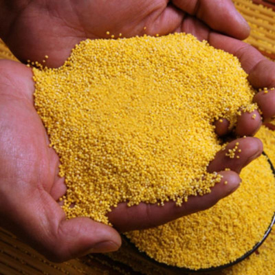 黄小米5斤新小米小黄米小米粥米五谷杂粮