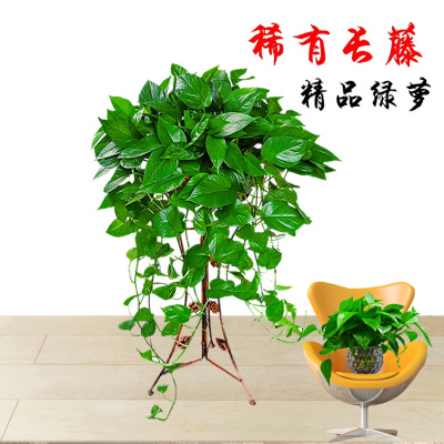 大绿萝盆栽植物室内吊兰吸甲醛大叶水养长藤绿箩米魁净化空气水培绿罗大盆36CM长藤带托盘带盆栽好
