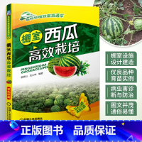 [正版]棚室西瓜高效栽培 高效种植致富直通车 西瓜种植技术西瓜栽培书籍 育苗育种教程 大棚种西瓜技术 病虫害防治施肥用