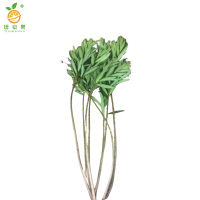 廷豪果 夹竹桃 高40-50公分 /棵