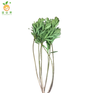 廷豪果 夹竹桃 高40-50公分 /棵