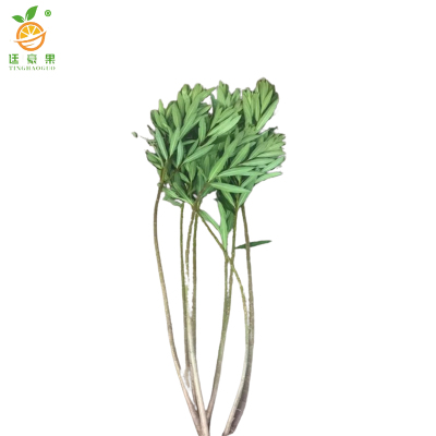 廷豪果 夹竹桃 高40-50公分 /棵