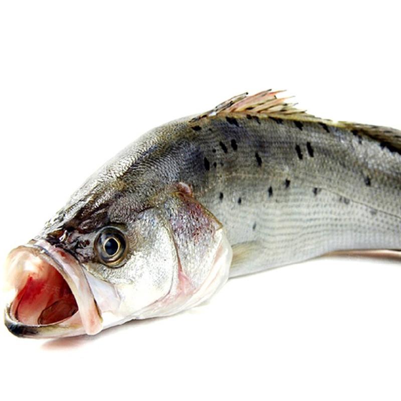 赛卡伊 鲈鱼鲜活海鱼新鲜水产海鲜深海七星海鲈鱼深海花鲈鱼超大冰冻