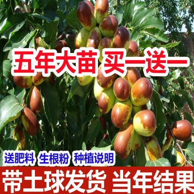 枣花价格 枣花最新报价 枣花多少钱 苏宁易购