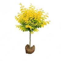 诚智旺 高杆金叶榆 粗3公分/棵