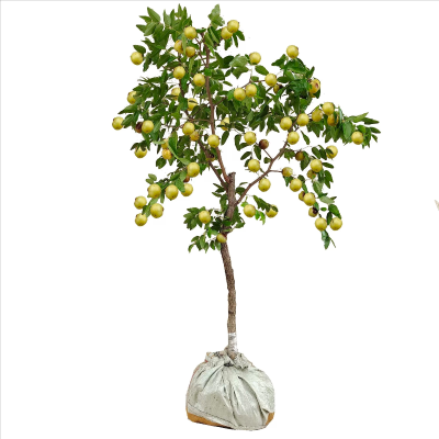 诚智旺 枣树 地径6-8cm土球≥80cm/束