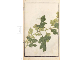 [M]康熙原版芥子园画传.花鸟卷.菊谱-9787539861272