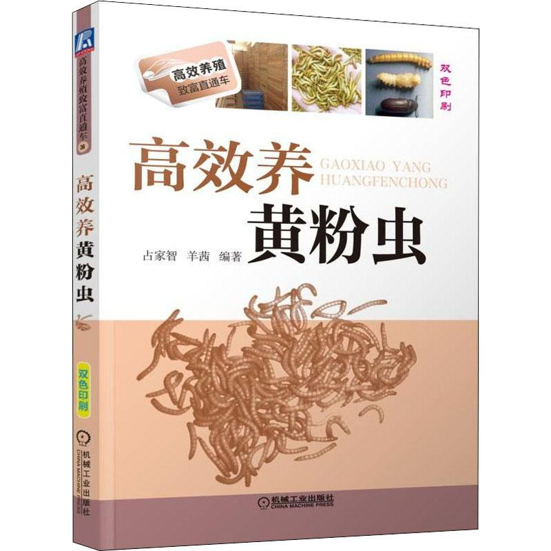 音像高效养黄粉虫占家智,羊茜