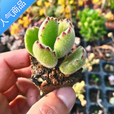 熊童子多肉植物价格 熊童子多肉植物最新报价 熊童子多肉植物多少钱 苏宁易购