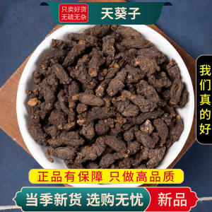 甄选天葵子100克正天葵草天葵子千年老鼠屎紫背天葵子9260